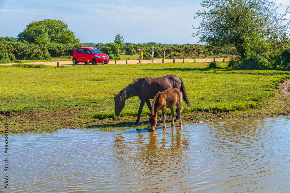 Mother and foal wild ponies drinking at pond the New Forest National Park Hampshire England Uk Mother and foal wild ponies drinking at pond the New Forest National Park Hampshire England Uk