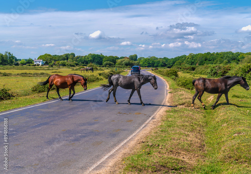 Ponies crossing the road the New Forest Hants England Uk beautiful park where animals roam free