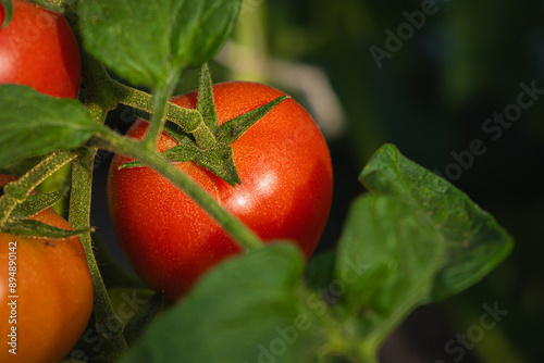 fresh and juicy tomatoes ripening on the branch in a greenhouse