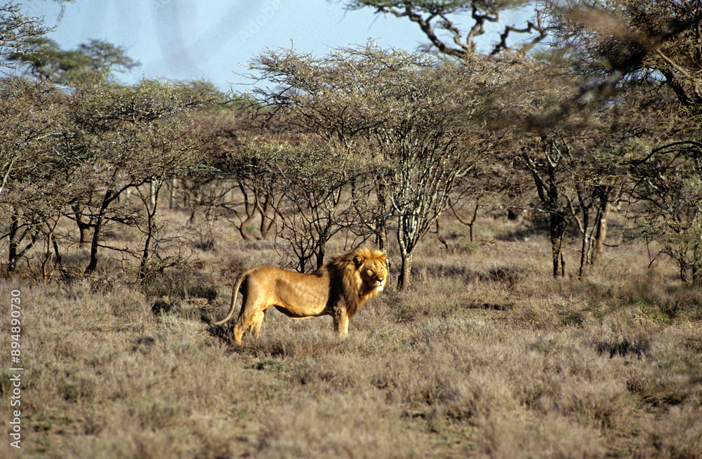 Lion, male, Panthera leo, Tanzanie