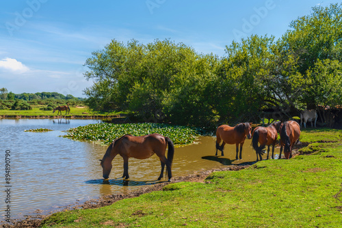 Φωτογραφία New Forest ponies in a pond National Park Hampshire England Uk