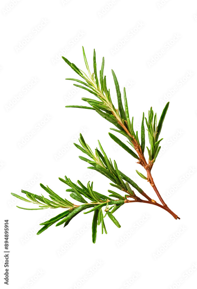 delicious Rosemary isolated on white background delicious Rosemary isolated on white background