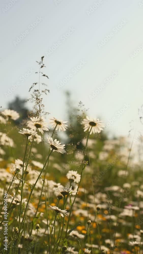 Scene of white daisies gently swaying in a summer field. The flowers stand tall against a blurred green background, sunny day in nature Scene of white daisies gently swaying in a summer field. The flowers stand tall against a blurred green background, sunny day in nature