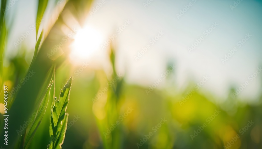 A backdrop of summer natural conditions with blurry green color and bright warm sunlight, creates a peaceful and serene scene. A backdrop of summer natural conditions with blurry green color and bright warm sunlight, creates a peaceful and serene scene.