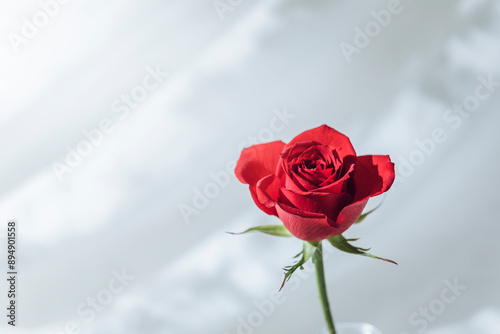 白背景　赤い一輪のバラ