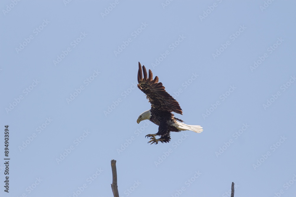 Naklejka premium american bald eagle