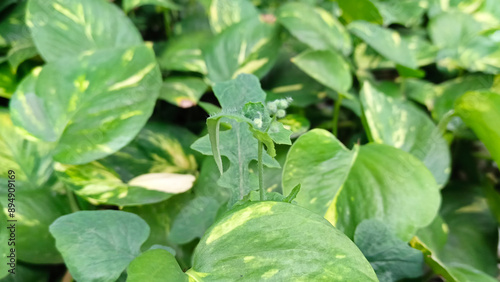 Ivory betel plant growing in the garden