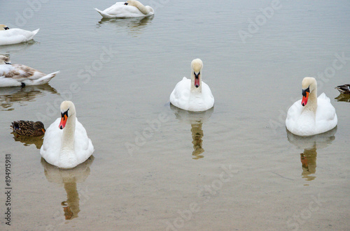 cygnes dans la neige à la Base de Loisirs du Val de Seine dans les Yvelines en France photo