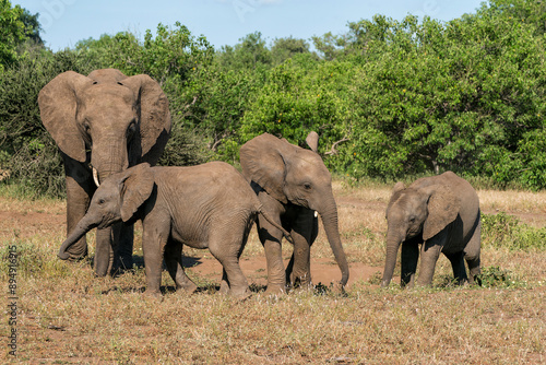 Elephant herd walking in Mashatu Game Reserve in the Tuli Block in Botswana.