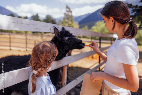 A happy children at the zoo. A lovely girls are feeding alpacas in the reserve. A cute teenage girl and her little sister give a lama a carrot.