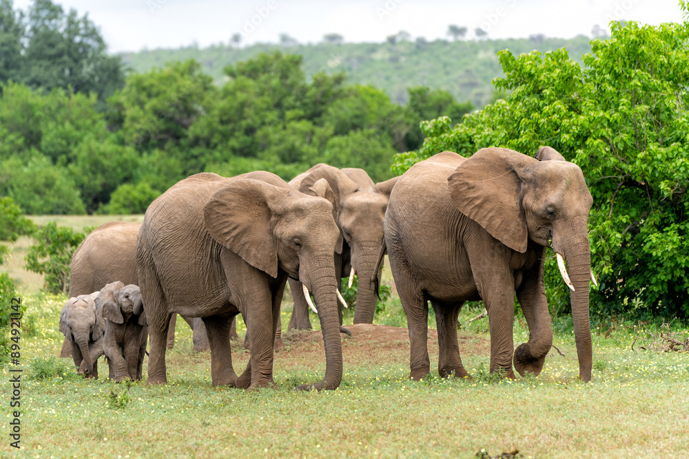 Elephant herd walking in Mashatu Game Reserve in the Tuli Block in Botswana. Elephant herd walking in Mashatu Game Reserve in the Tuli Block in Botswana.
