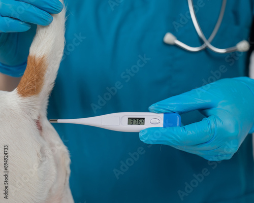 A veterinarian measures a dog's temperature rectally with an electronic thermometer. photo