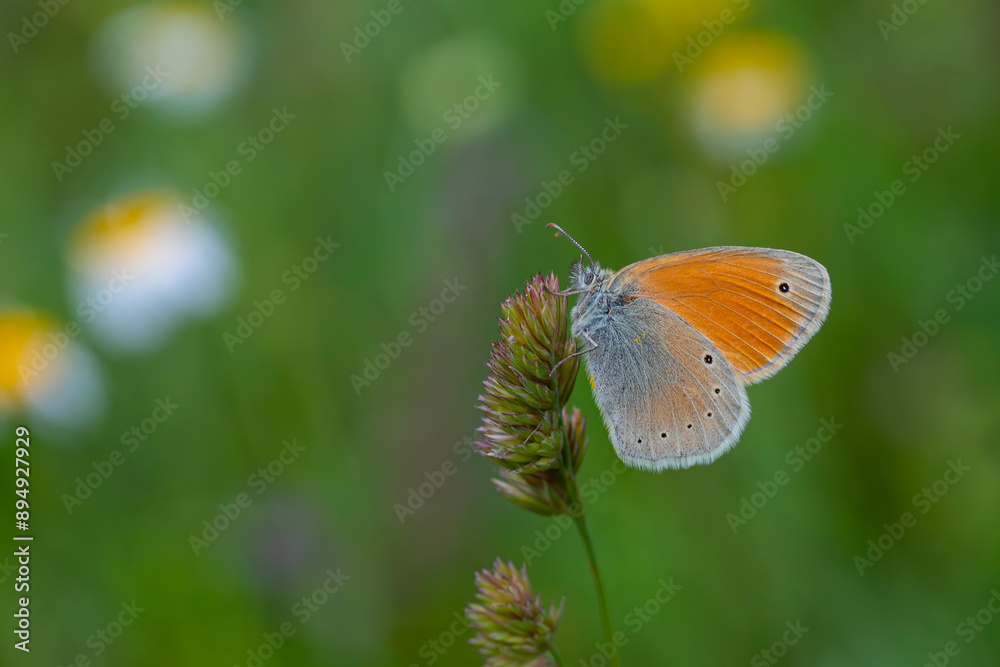 Fototapeta premium little butterfly on the grass, Caucasian Heath, Coenonympha symphita