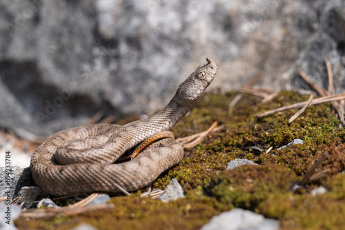 Europäische Sandotter auf einem Moospolster