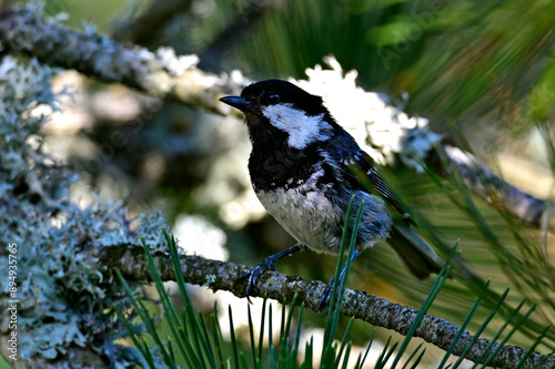 Tannenmeise // Coal tit (Periparus ater)  photo