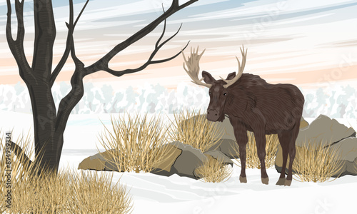 An elk walks through a field covered with snow. Wild animals in winter. Realistic vector landscape