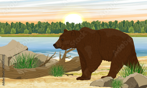 A brown bear on the river bank. Wild animals. Realistic vector landscape