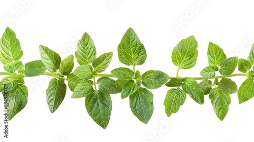 green leaves