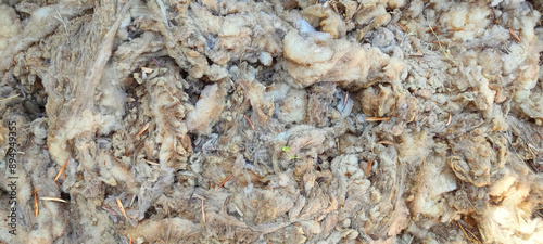Close-up of unwashed sheep's wool showing greasy fibers, dirt, and plant matter. Natural texture and color variations visible for a farm pattern background