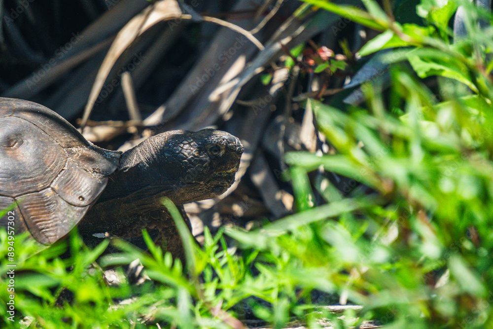 Gopher Turtle in the grass