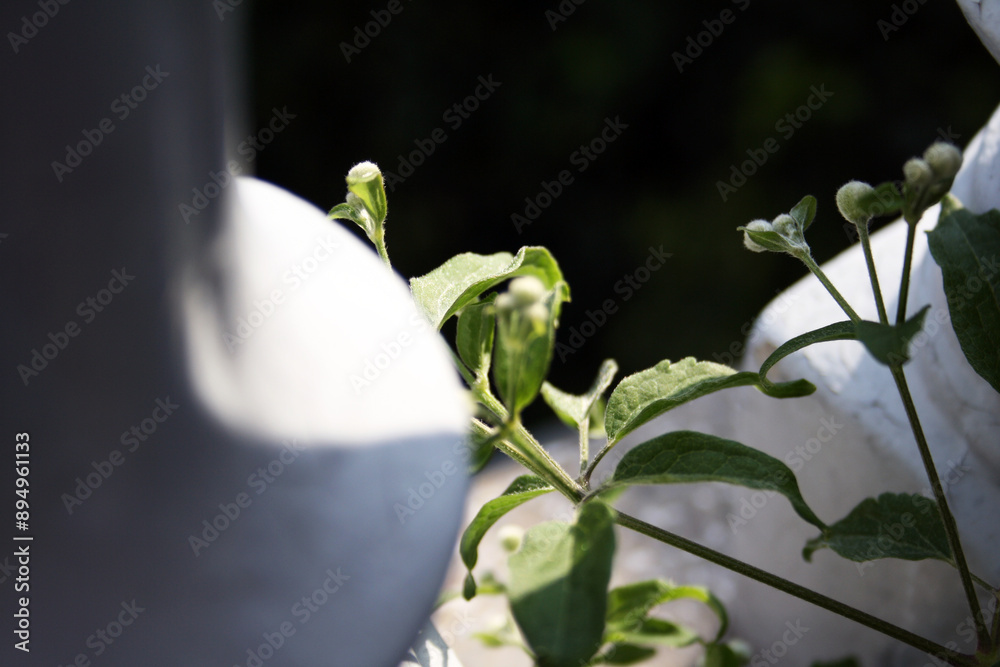 Obraz premium white and green plant on gray balcony 