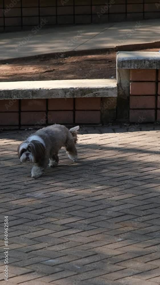 Shih Tzu dog playing fetch with his tennis ball in a public square_4. Shih Tzu dog playing fetch with his tennis ball in a public square_4.