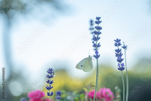 Schmetterling an Lavendel photo