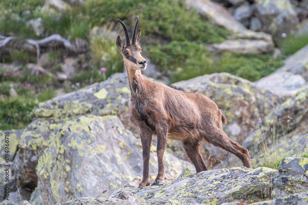 Summer alpine chamois or wild mountain goat (Rupicapra rupicapra) standing on rocks in its typical habitat, Alps Mountains, Italy, Horizontal, July.