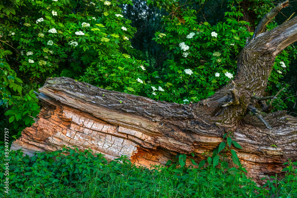 Decaying trunk of a deciduous tree lying in bushes and nettles. Decaying trunk of a deciduous tree lying in bushes and nettles.