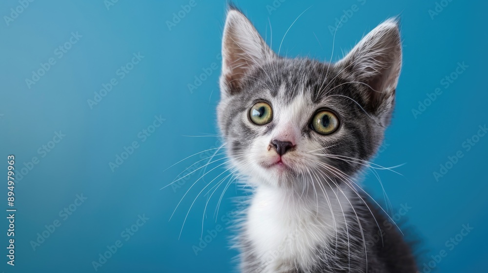 Gray and white kitten with yellow green eyes in close up portrait looking curiously to the left against blue backdrop Gray and white kitten with yellow green eyes in close up portrait looking curiously to the left against blue backdrop