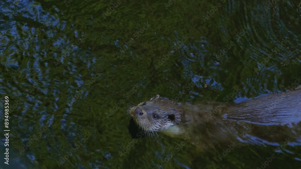 Closeup of an Otter in a river. (Lutra lutra)
Otter swimming in the dark waters of a river bend, in a wildlife reserve, in the Pyrenees of Catalonia, Spain.