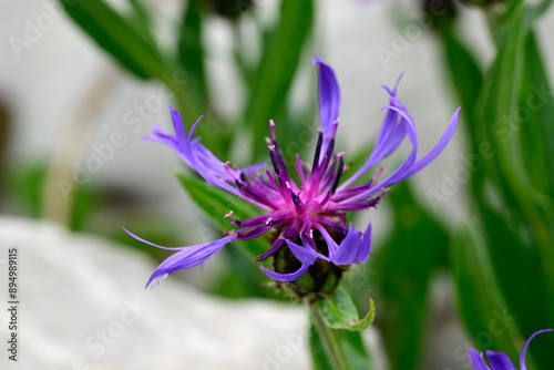 Berg-Flockenblume // Mountain cornflower (Cyanus montanus) - Bosnien und Herzegowina