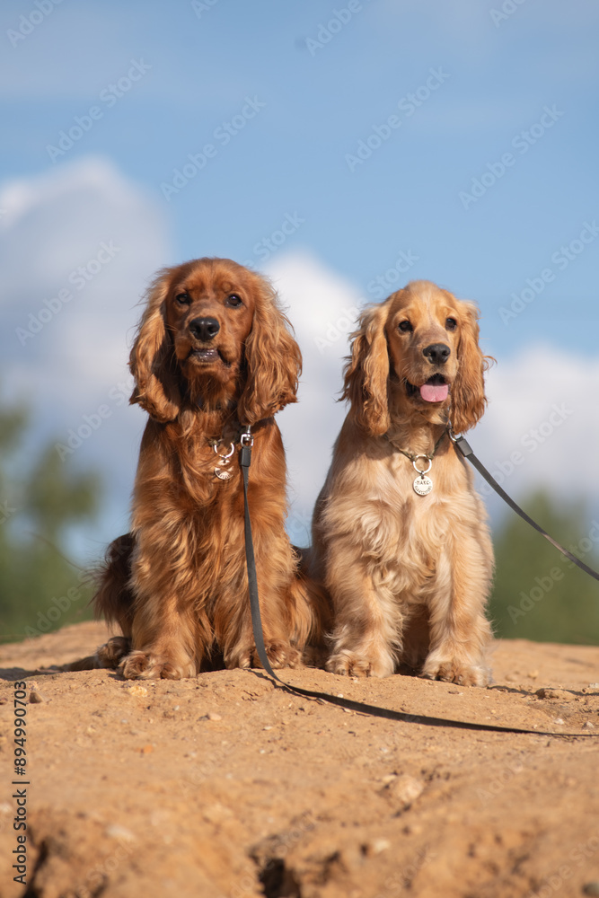 A beautiful purebred English Cocker Spaniel plays outdoors. A beautiful purebred English Cocker Spaniel plays outdoors.