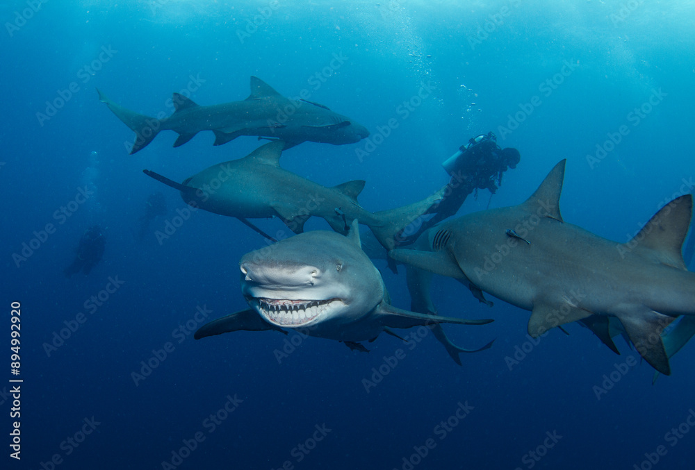 Fototapeta premium Snooty, a famous lemon shark in Florida, flashing her signature smile; created after a fishing line broke her jaw