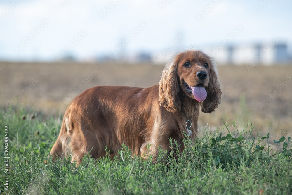 A beautiful purebred English Cocker Spaniel plays outdoors. A beautiful purebred English Cocker Spaniel plays outdoors.