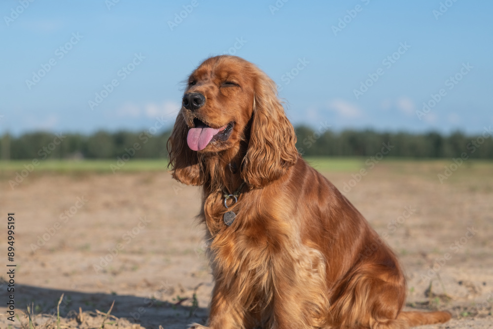 A beautiful purebred English Cocker Spaniel plays outdoors. A beautiful purebred English Cocker Spaniel plays outdoors.