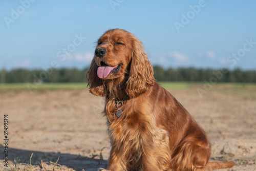 A beautiful purebred English Cocker Spaniel plays outdoors.