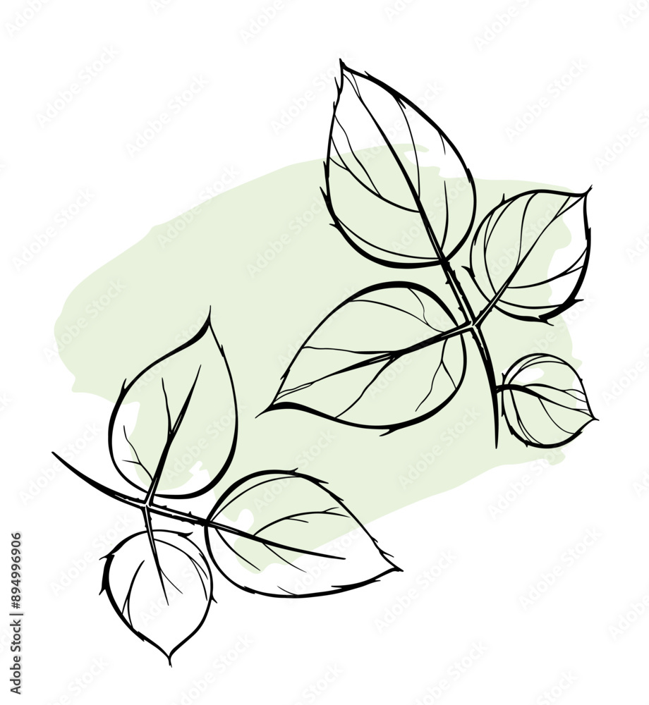 Obraz premium Vector hand drawn big rose leaves. Two elegant linear sprigs. Vintage flora. Contour plant sketch. Outline drawing. Plant illustration. Natural art for wedding invitation layout, fashion print design