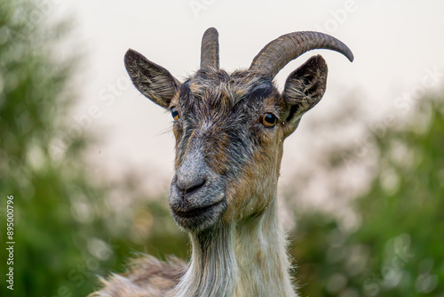 Fototapeta Naklejka Na Ścianę i Meble -  beautiful portrait of a goat farm animal. goat portrait, goat head on blurred background.