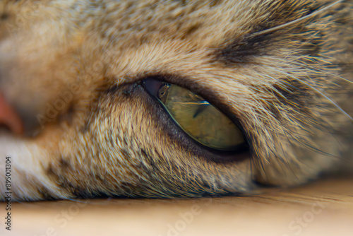 small domestic cat, pet on a macro scale with close-up of the eye and nose as well as fur photo