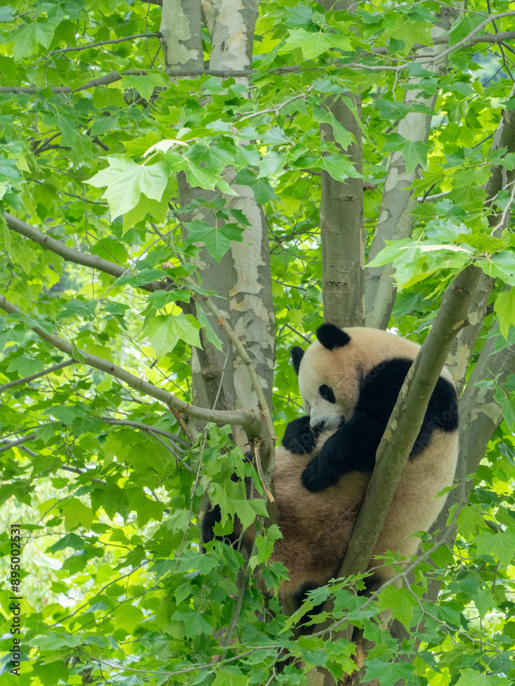 Obraz premium giant panda bear