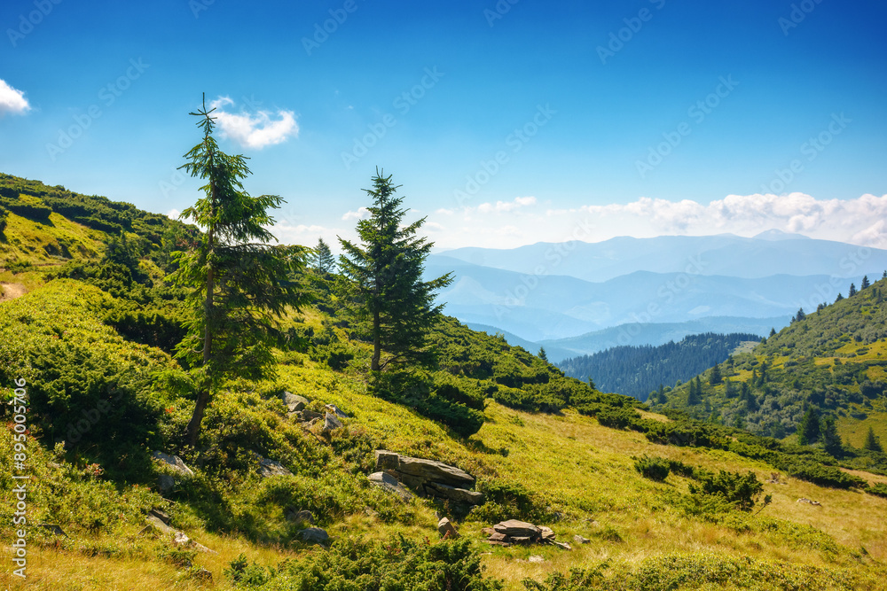 Obraz premium trees on the grassy slope of carpathian mountains in summer. alpine landscape with distant valleys and rolling hills on a sunny day. outdoor adventures and travel destinations of ukraine