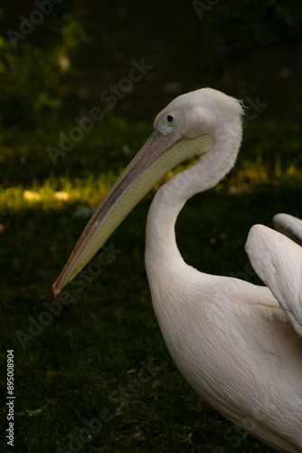 pelican up close