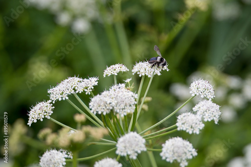 Ashy mining bee Andrena cineraria collecting pollen from oenanthe crocata the hemlock water dropwort is a flowering plant in the carrot family photo