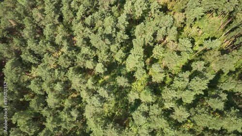 Green forest in summer, drone POV aerial shot of lush woodland landscape