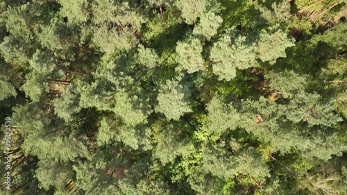 Green forest in summer, drone POV aerial shot of lush woodland landscape