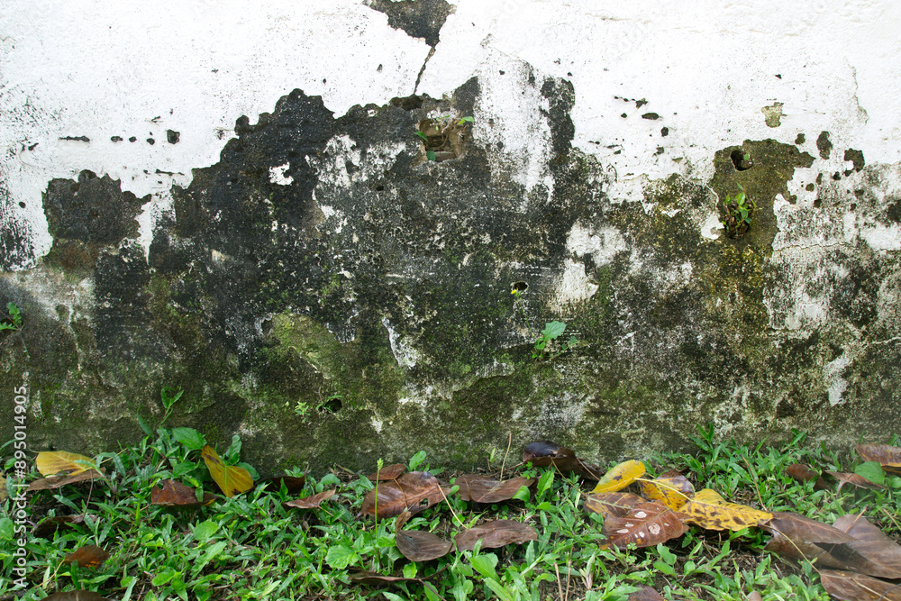 Obraz premium Dirty old wall and grass and dry leaves