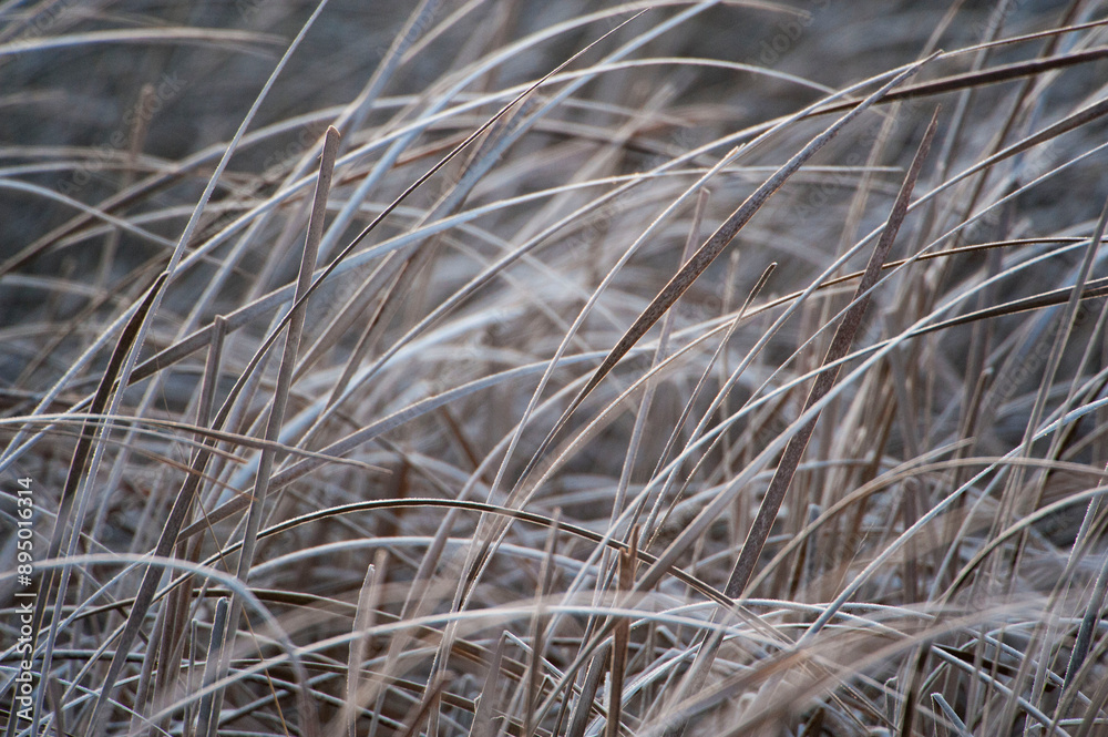 Marsh grass in the Nebraska sandhills at Crescent Lake National Wildlife Refuge, Nebraska, USA; Nebraska, United States of America Marsh grass in the Nebraska sandhills at Crescent Lake National Wildlife Refuge, Nebraska, USA; Nebraska, United States of America
