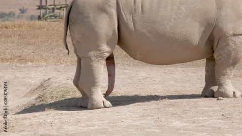 Close-up of a rhino genitals in a natural park in Africa