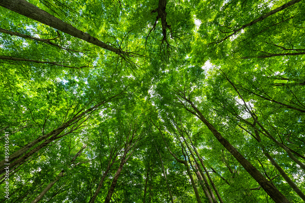 Beautiful summer foliage in the forests of Ontario become a vibrant green as the temperature rises; Strathroy, Ontario, Canada Beautiful summer foliage in the forests of Ontario become a vibrant green as the temperature rises; Strathroy, Ontario, Canada